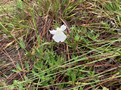 Boesenbergia alba, photograph 2