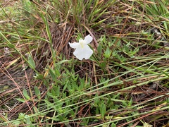 Boesenbergia alba, photograph Apichart Songsangchun, CC BY, iNaturalist via GBIF