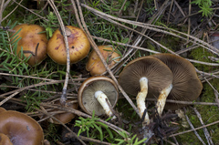 Pholiota highlandensis