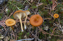 Loreleia postii