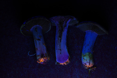 Cortinarius flavobasilis
