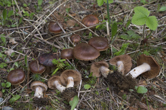 Cortinarius flavobasilis