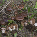 Cortinarius Sect. Uracei - Photo (c) Drew Parker, some rights reserved (CC BY-NC-SA), uploaded by Drew Parker