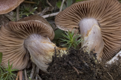 Cortinarius flavobasilis