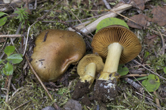 Cortinarius parkeri