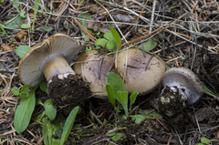 Cortinarius subolivascens