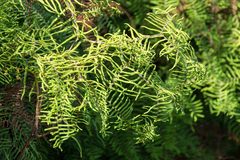 Gleichenia microphylla