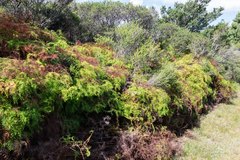 Gleichenia microphylla