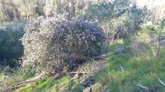 Ceanothus impressus nipomensis