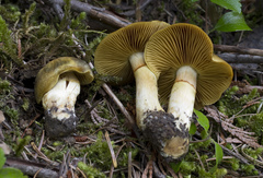 Cortinarius clandestinus