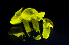 Cortinarius clandestinus