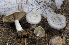 Clitocybe glacialis