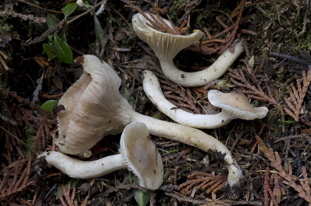 Hygrophorus vernalis