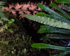 Blechnum patersonii