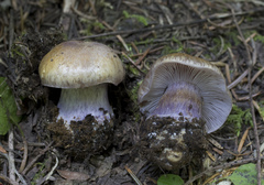 Cortinarius subolivascens