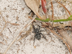 Nyssus albopunctatus