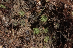 Lepidium latipes
