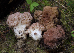 Ramaria rubripermanens