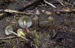 Mycena nivicola