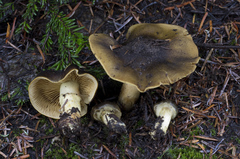 Cortinarius clandestinus