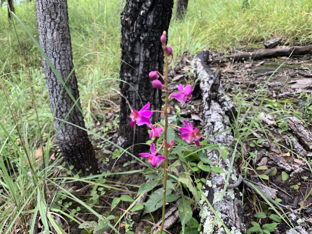 Phalaenopsis pulcherrima