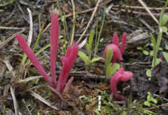 Clavaria rosea