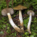 Cortinarius vernicosus - Photo (c) Drew Parker, some rights reserved (CC BY-NC-SA), uploaded by Drew Parker