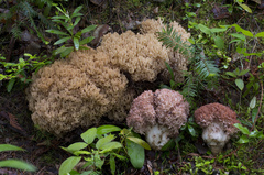 Ramaria rubripermanens