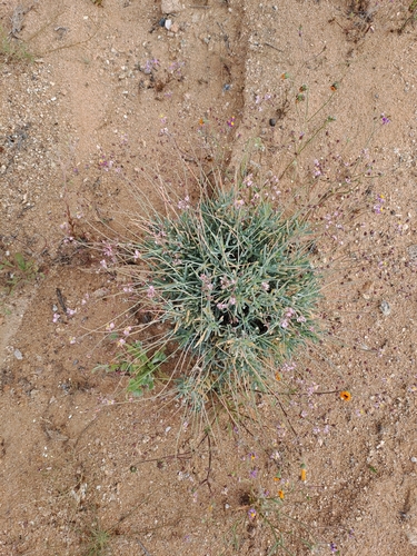 Image of Kewa salsoloides by (c) Noeleen du Toit, some rights reserved (CC BY-SA)