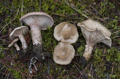 Cleistocybe vernalis