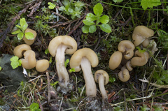 Cudonia monticola