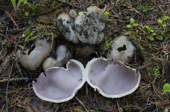 Sarcosphaera coronaria