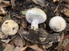 Echinoderma sp. 'PNW03' - Photo (c) Paula DeSanto, some rights reserved (CC BY-NC), uploaded by Paula DeSanto