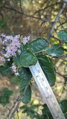 Ceanothus impressus nipomensis