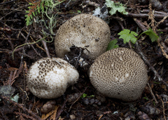 Lycoperdon subcretaceum