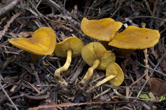 Calocybe naucoria