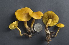 Calocybe naucoria