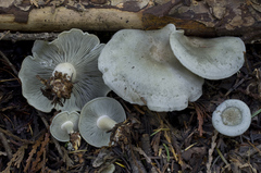 Clitocybe odora pacifica