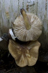 Pluteus granularis