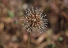 Microseris douglasii