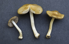 Inocybe mixtilis