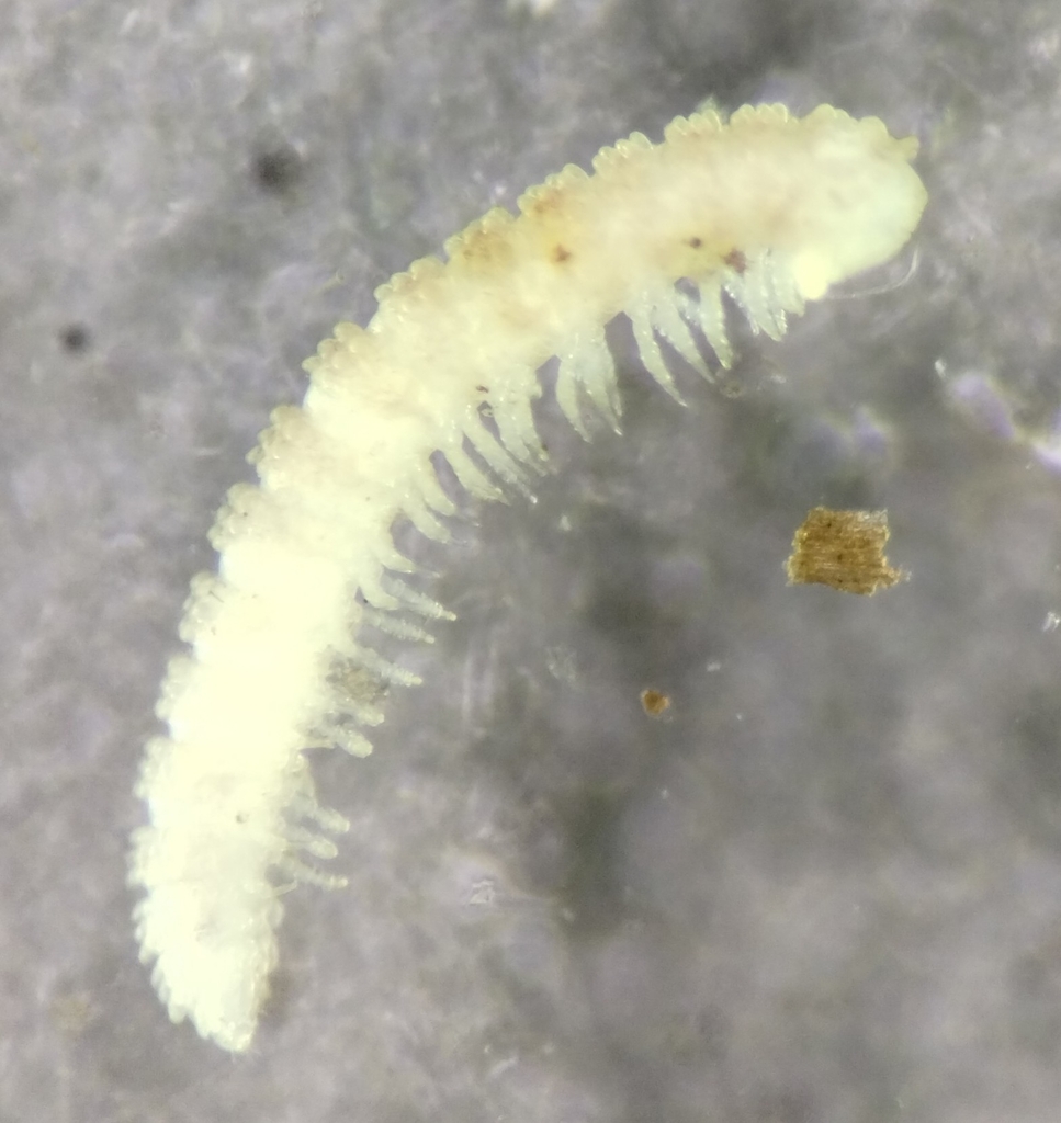 Calyptodesmus sanctus
