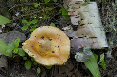 Russula veternosa
