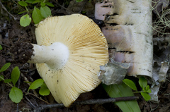 Russula veternosa