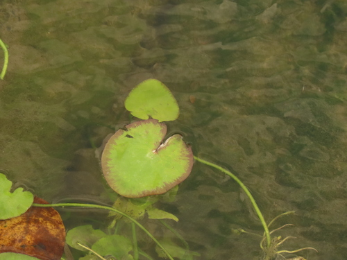 Image of Nymphoides hydrophyllum by (c) chiuluan, some rights reserved (CC BY)