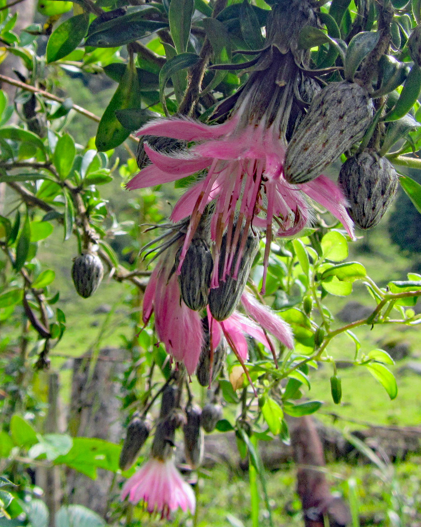 Barnadesia arborea
