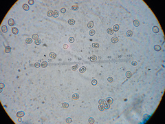 Pluteus tomentosulus