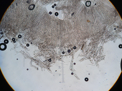 Pluteus tomentosulus