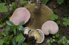 Suillus ochraceoroseus