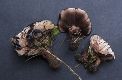 Hydnellum scrobiculatum